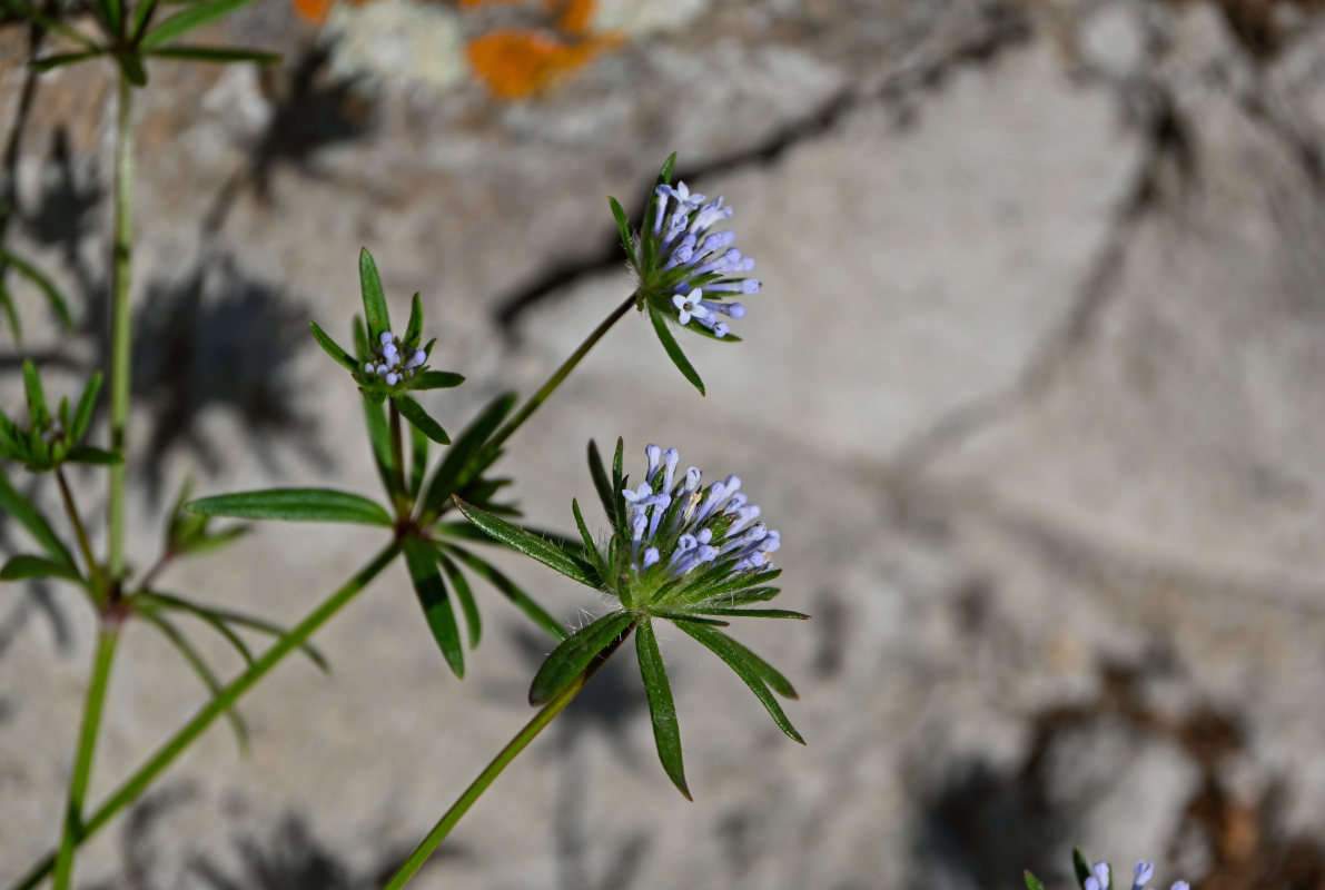 Изображение особи Asperula arvensis.