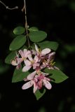 Lonicera tatarica. Цветущий побег. Санкт-Петербург, Кировский р-н, в придомовом озеленении. 03.06.2023.