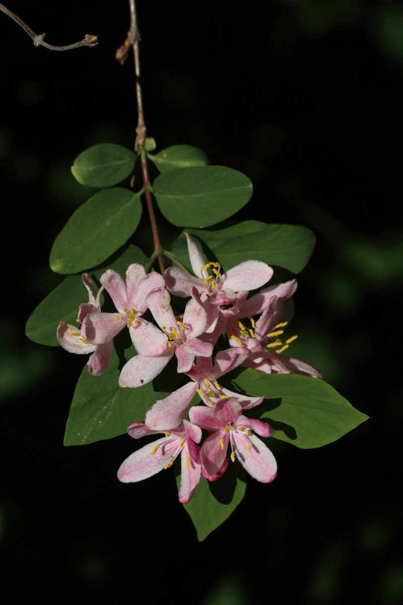 Image of Lonicera tatarica specimen.