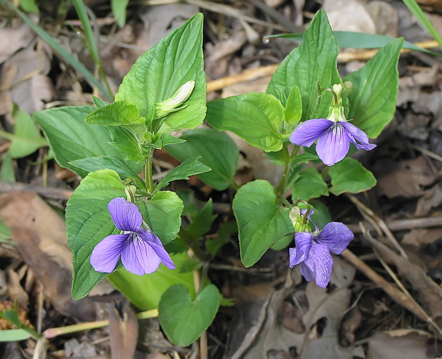 Image of Viola austro-ussuriensis specimen.