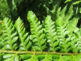 Polystichum setigerum