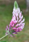 Trifolium purpureum