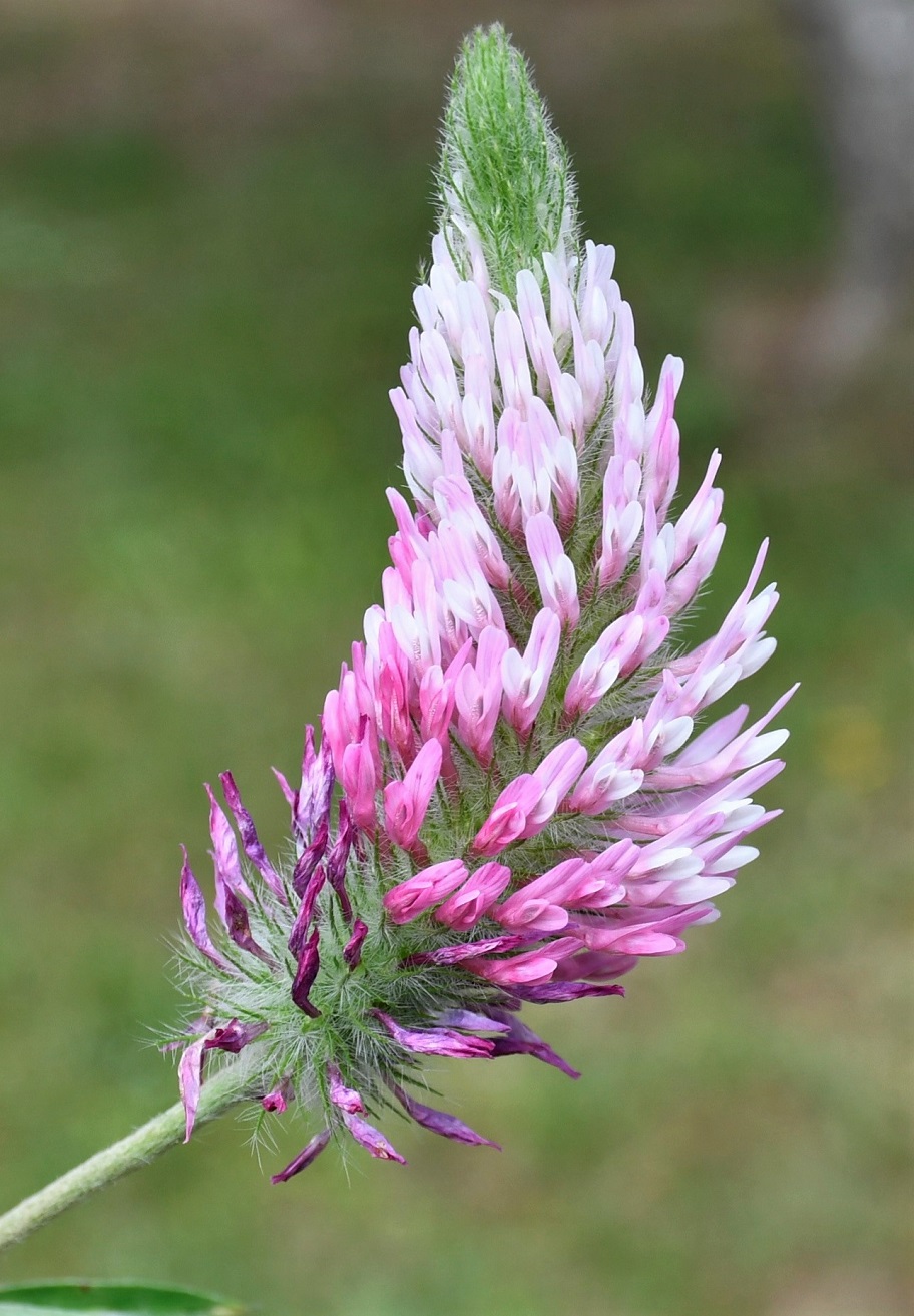 Изображение особи Trifolium purpureum.