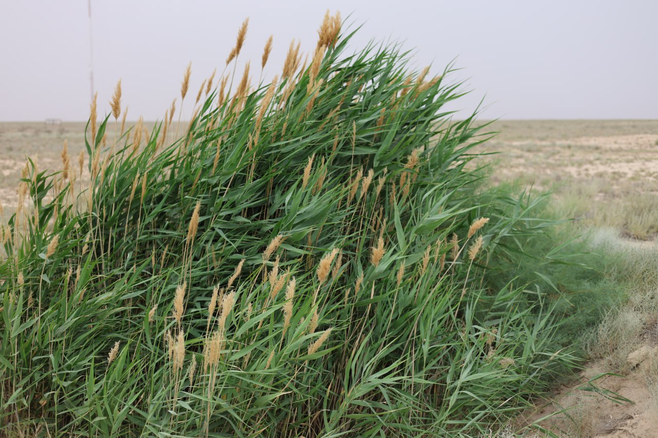 Изображение особи Phragmites australis.