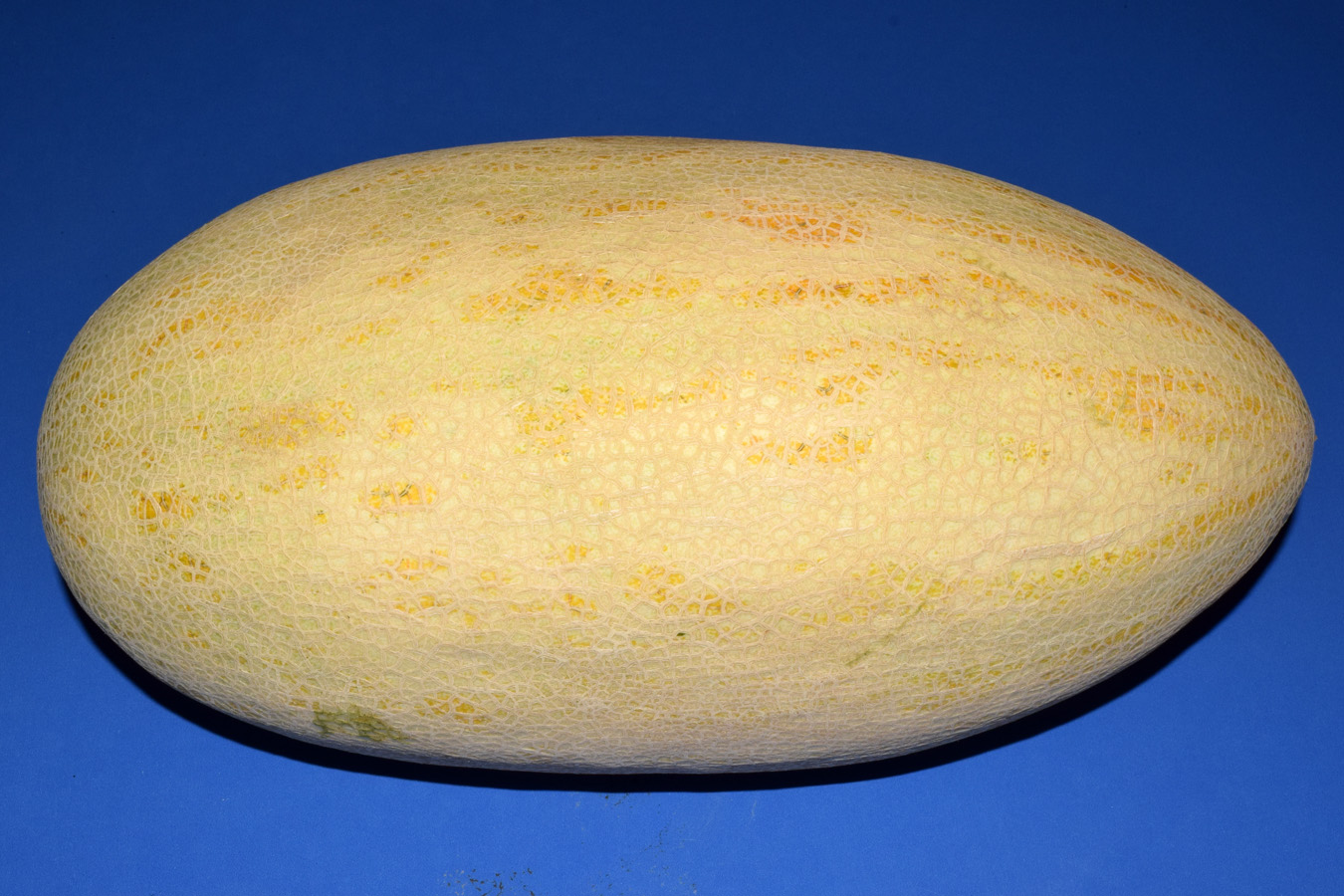 Image of Melo sativus specimen.