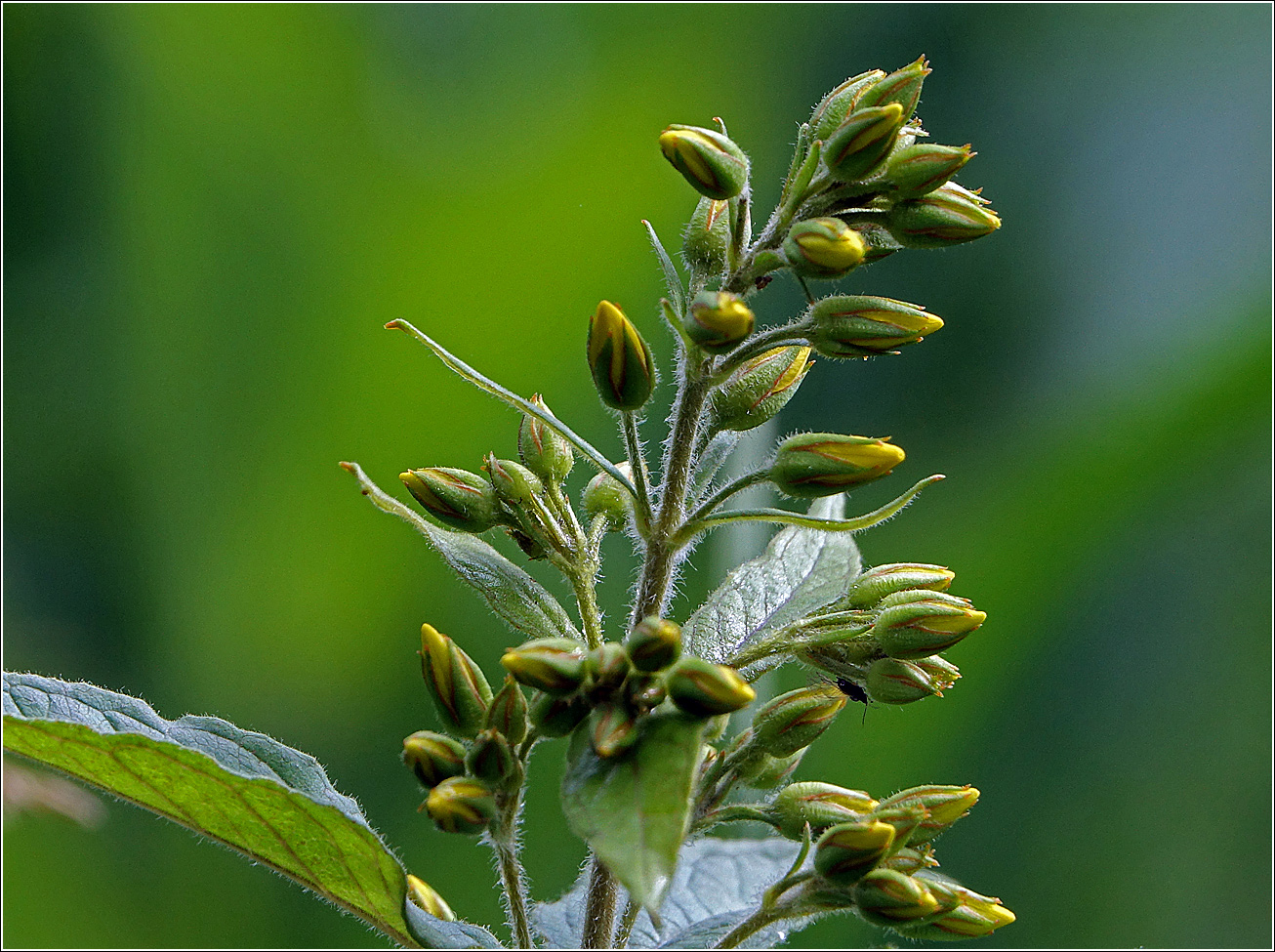 Image of Lysimachia vulgaris specimen.