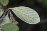 genus Cotoneaster