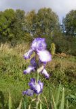 Iris × hybrida