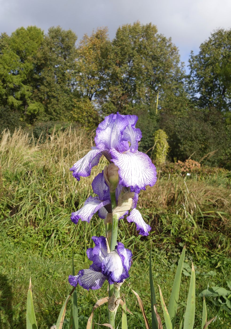 Изображение особи Iris &times; hybrida.