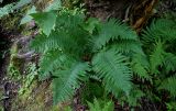 Dryopteris crassirhizoma. Спороносящее растение в сообществе с Parasenecio hastatus и Athyrium. Сахалин, Макаровский гор. округ, окр. Клоковского водопада, смешанный лес. 12.08.2023.