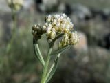 Image of taxon representative. Author is Денис Полевой