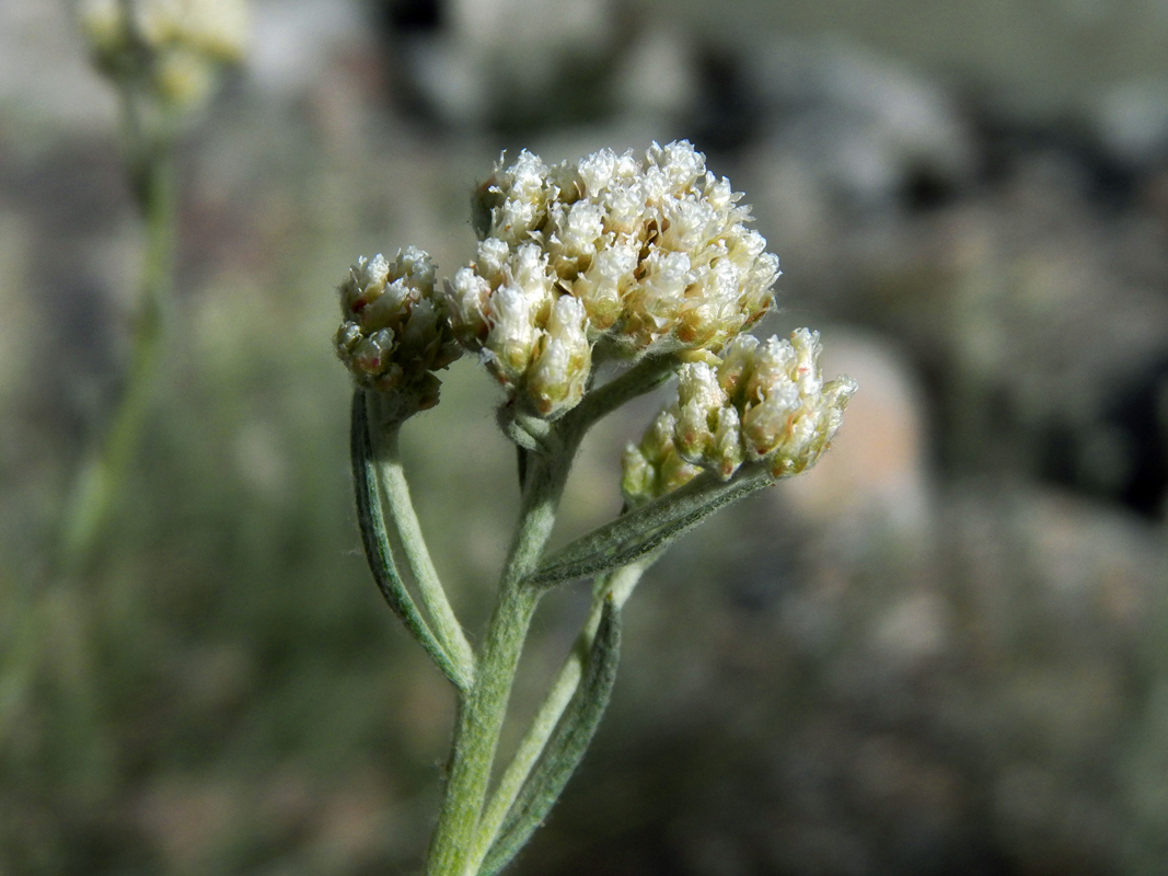 Image of Anaphalis virgata specimen.