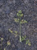 Astrodaucus orientalis