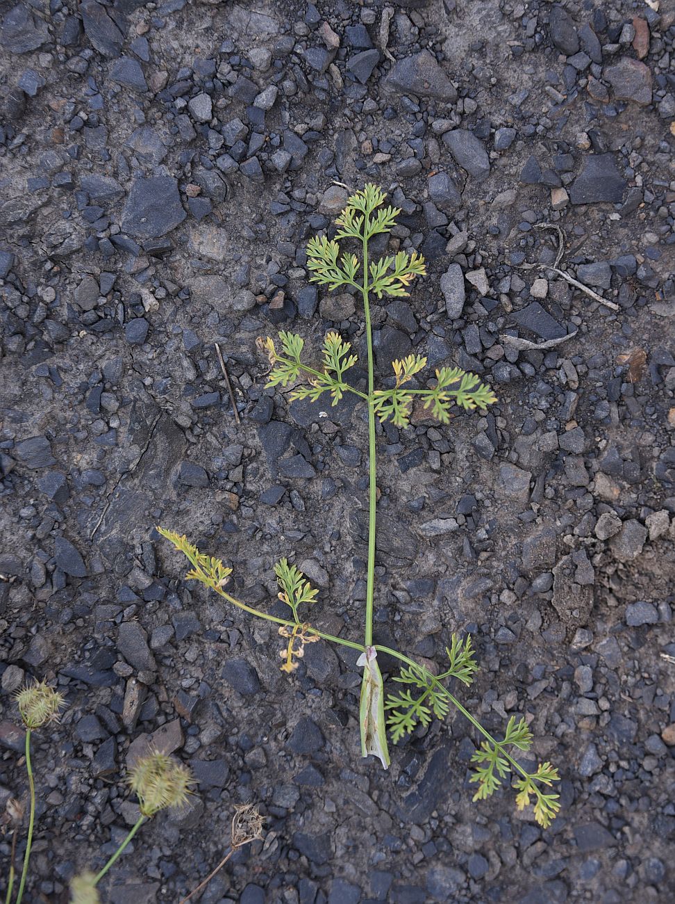 Изображение особи Astrodaucus orientalis.