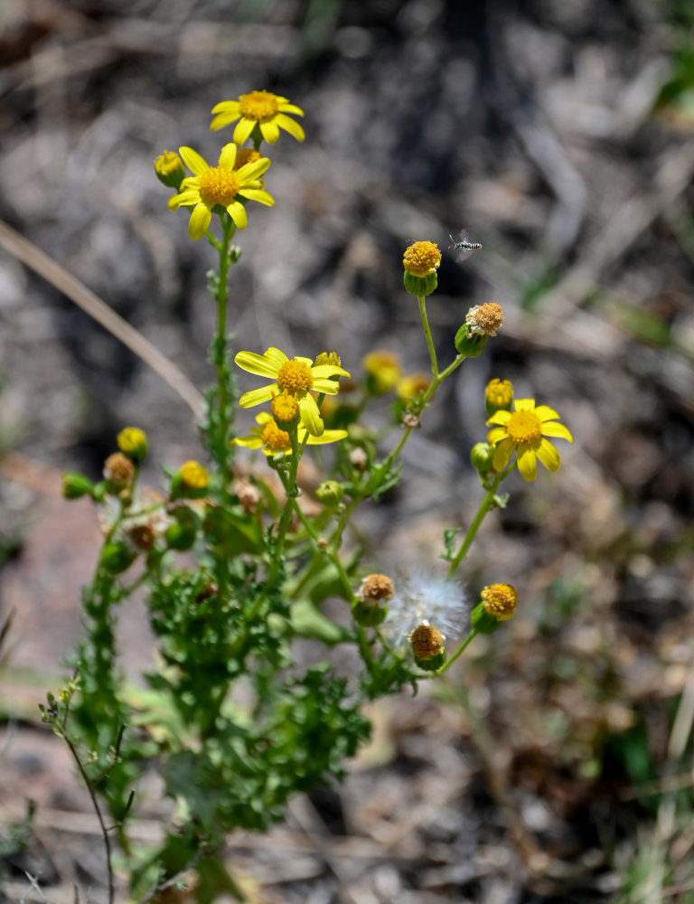 Изображение особи Senecio vernalis.