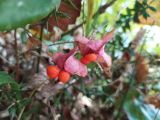 Euonymus latifolius. Вскрывшиеся плоды. Краснодарский край, городской округ Сочи, Адлерский р-н, окр. с. Казачий брод, широколиственный лес. 11.09.2023.