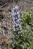 Delphinium montanum. Верхушка цветущего растения среди ветвей Juniperus sibirica. Испания, автономное сообщество Каталония, провинция Жирона, комарка Рипольес, муниципалитет Сеткасес, курорт \"Вальтер 2000\", ≈2200 м н.у.м., нижняя часть склона зап. экспозиции, каменистый луг с разреженными зарослями кустарников. 03.07.2022.