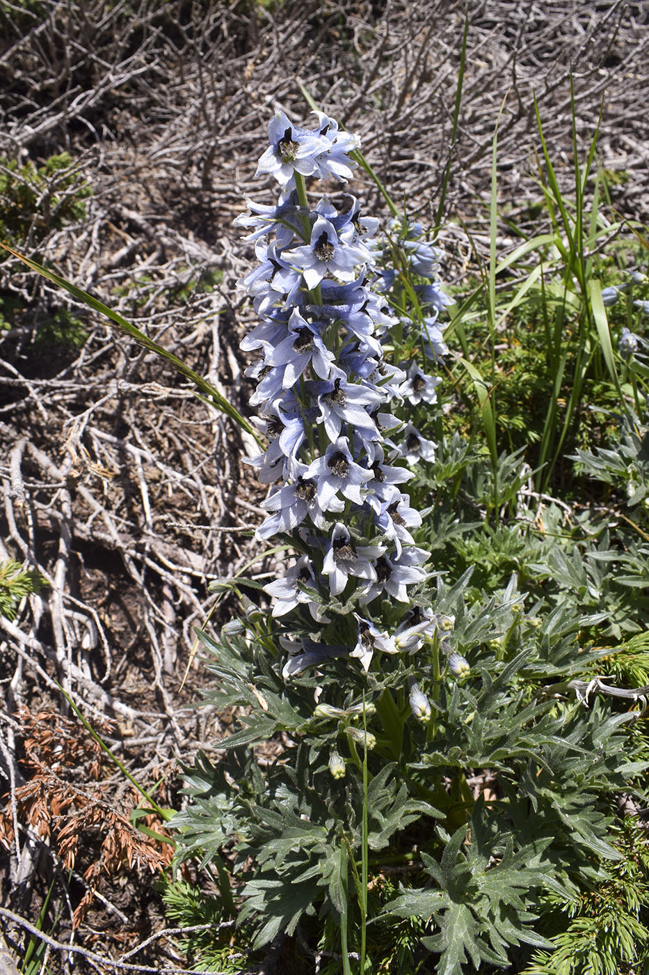 Изображение особи Delphinium montanum.