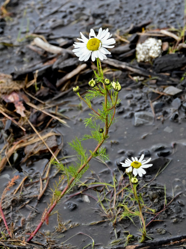 Image of Tripleurospermum subpolare specimen.