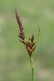 Carex caryophyllea. Соплодия. Крым, Байдарская долина, окр. с. Орлиное, гора Пска-Баир. 12 июня 2015 г.