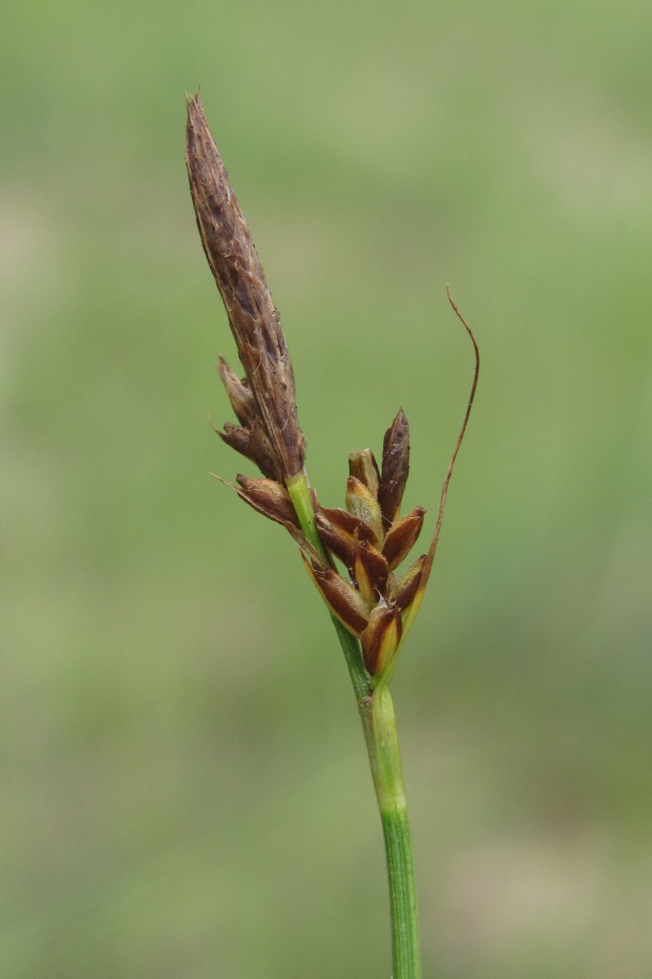 Изображение особи Carex caryophyllea.