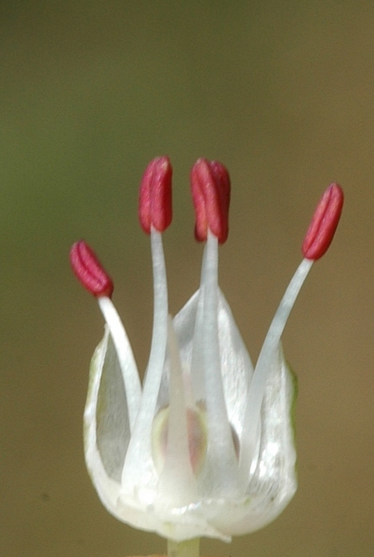 Изображение особи Allium leptomorphum.