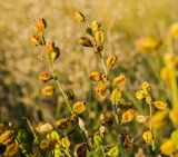 Reseda lutea. Верхушки побегов с соплодиями. Оренбургская обл., Беляевский р-н, Донской сельсовет, Долгие Горы, степной склон. 5 сентября 2023 г.