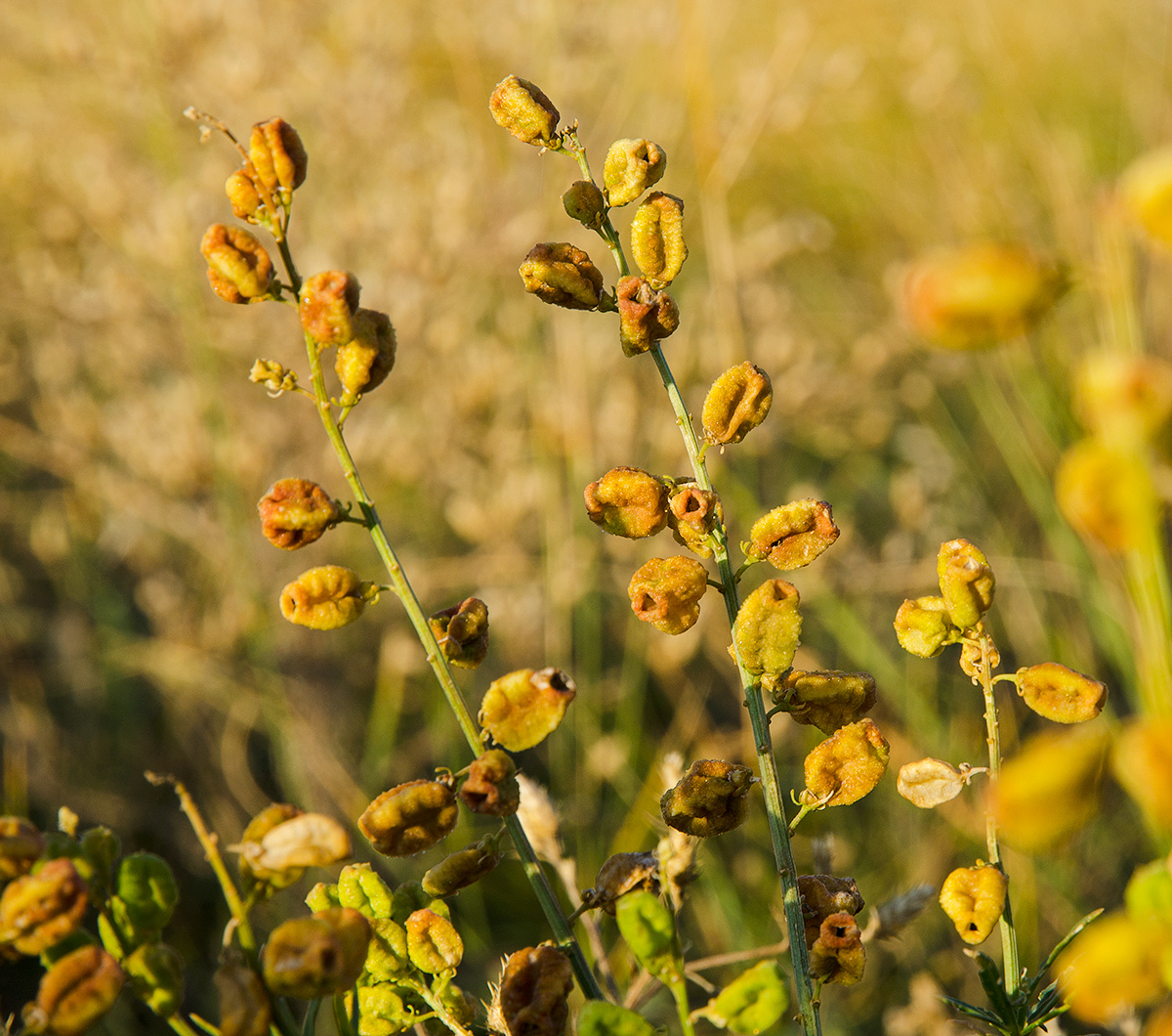 Image of Reseda lutea specimen.