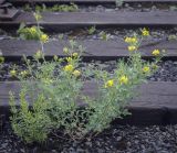 Medicago falcata. Цветущее растение в сообществе с вегетирующим Galium mollugo. Пермский край, Кунгурский муниципальный округ, с. Моховое, станция Иренский, между железнодорожными путями. 04.06.2023.