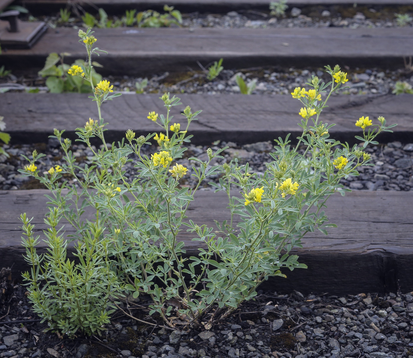 Изображение особи Medicago falcata.