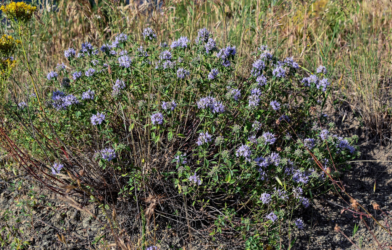 Изображение особи Ziziphora clinopodioides.