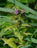 Pedicularis resupinata. Верхушка побега с соцветием. Курильские о-ва, о-в Итуруп, долина р. Водопадная, приморский луг. 16.08.2023.