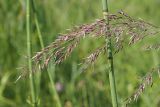 Calamagrostis canescens. Верхушка соцветия; на заднем плане - стебли Equisetum fluviatile. Ульяновская обл., Мелекесский р-н, окр. с. Куликовка, заросшее озерцо среди поля. 10.06.2023.