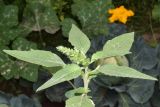 Amaranthus retroflexus