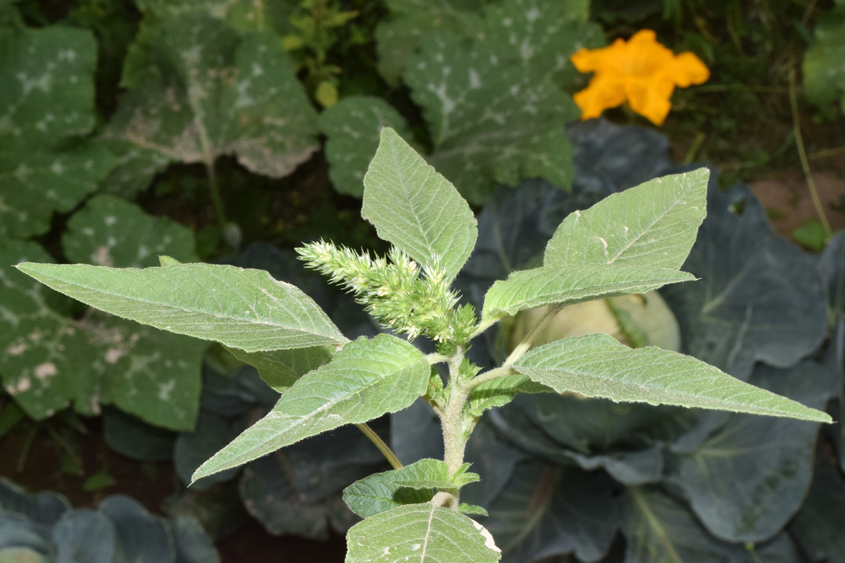 Image of Amaranthus retroflexus specimen.