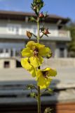 Verbascum blattaria