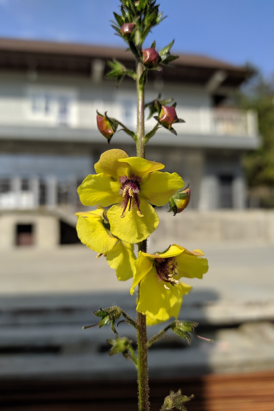 Image of Verbascum blattaria specimen.