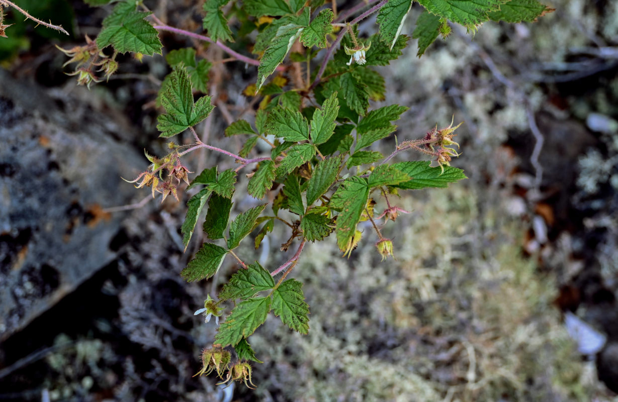 Image of Rubus matsumuranus specimen.