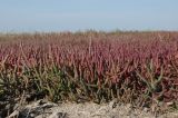 Salicornia perennans