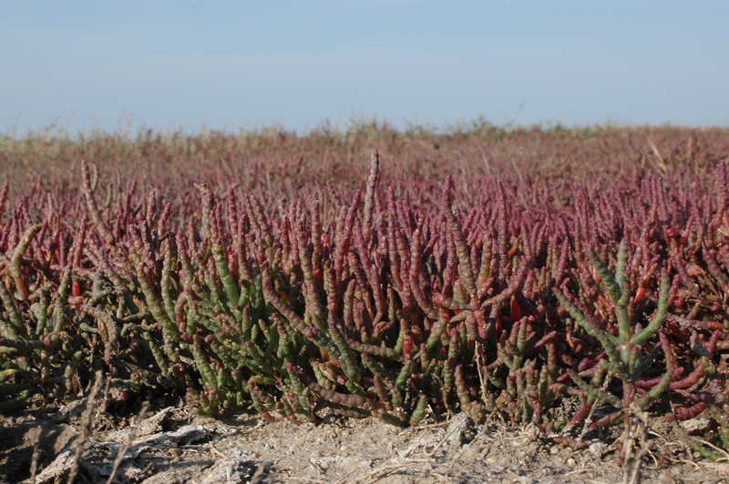 Изображение особи Salicornia perennans.