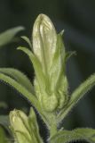 Campanula medium