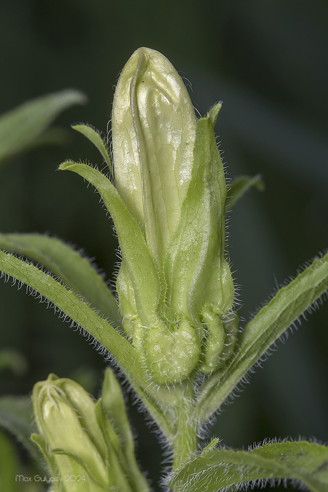 Image of Campanula medium specimen.