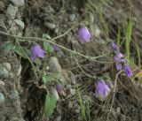 Campanula longistyla