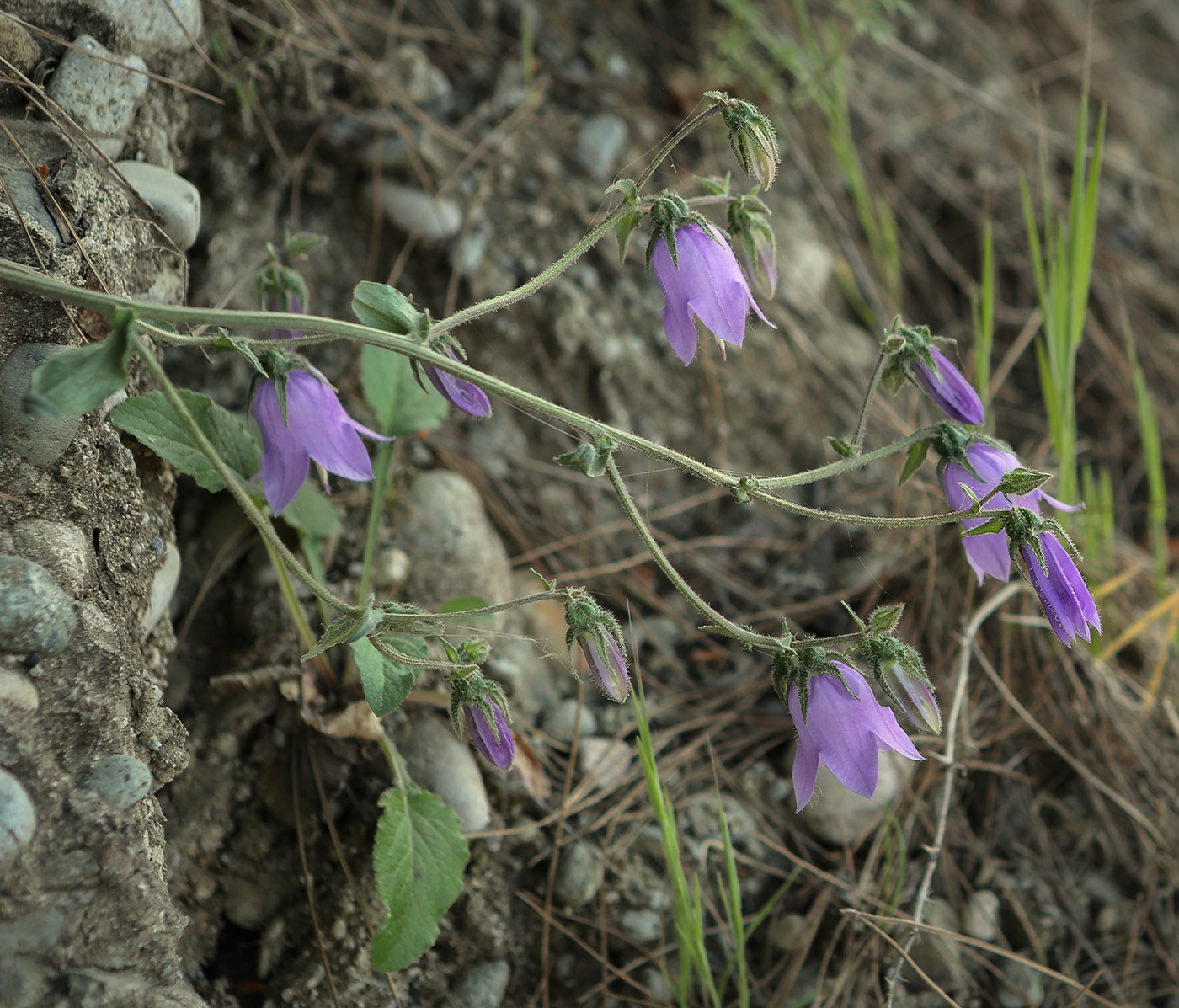 Image of Campanula longistyla specimen.
