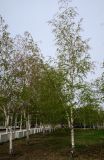Betula pendula. Цветущие деревья. Казахстан, г. Астана, Алматинский р-н, парк им. Бауыржана Момышулы, в культуре. 26.04.2024.