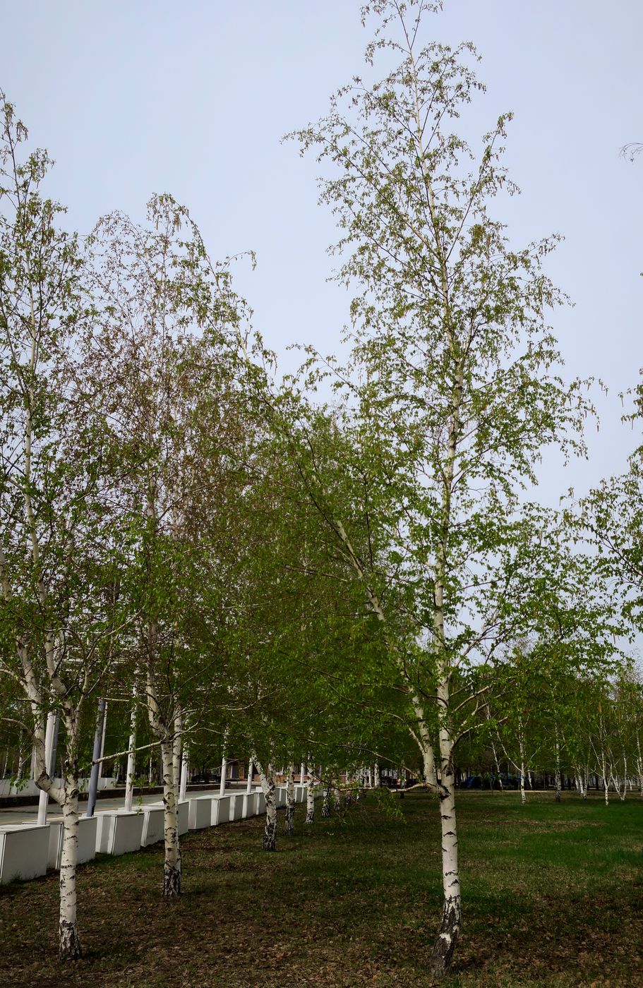 Image of Betula pendula specimen.