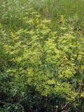 Xanthoselinum alsaticum
