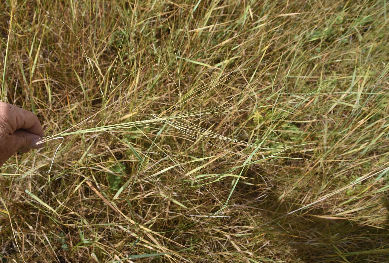 Image of Stipa capillata specimen.