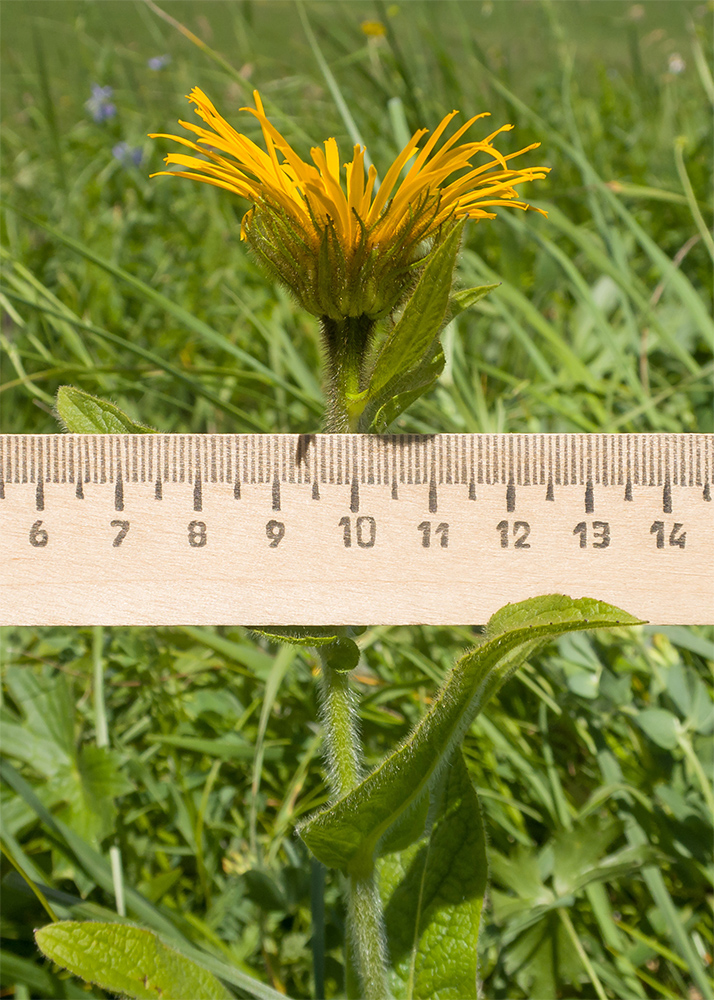 Image of Inula orientalis specimen.