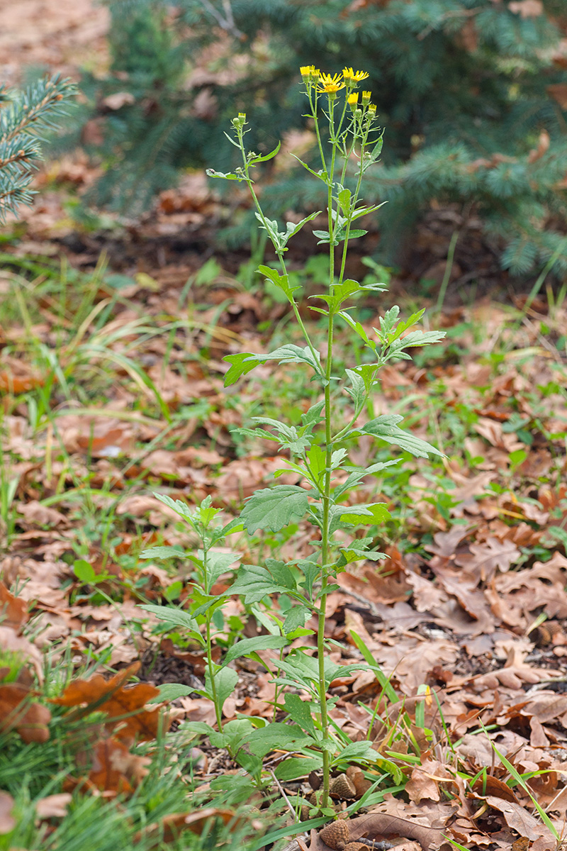 Изображение особи Senecio grandidentatus.